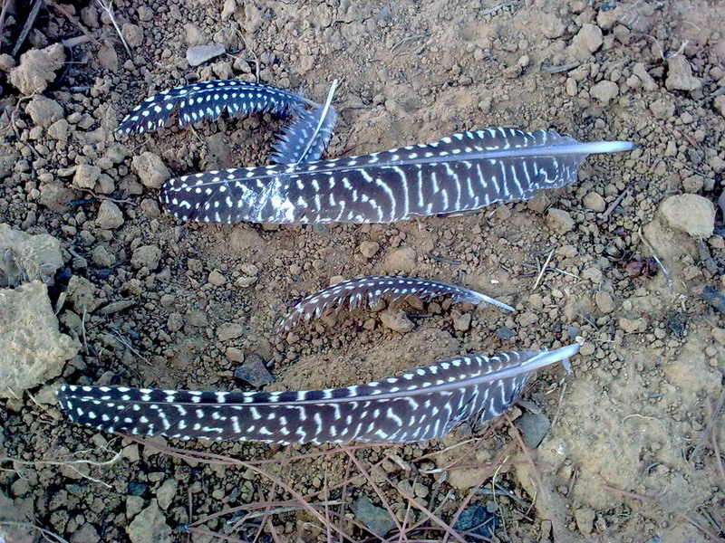 Piume di . . . Nocciolaia???Faraona